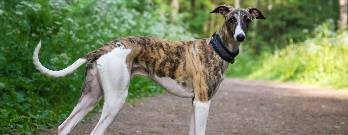 Which breed of dog is believed to be the sales fastest
